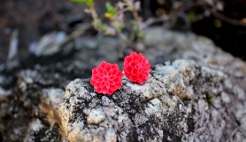 Dahlia Stud Earrings - Red