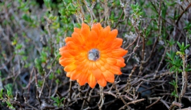 Flower Hair Clip - Orange Sunburst