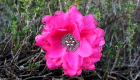 Flower Hair Clip - Pink Lace