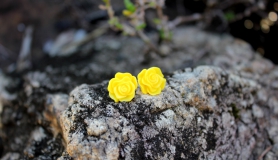 Rose Stud Earrings - Yellow