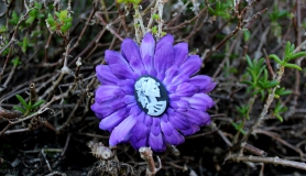 Flower Hair Clip - Skeleton Lady - Purple
